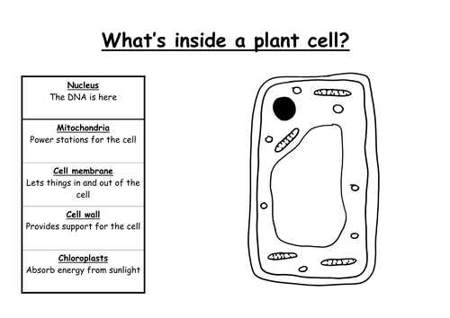 simple plant cell diagram without labels