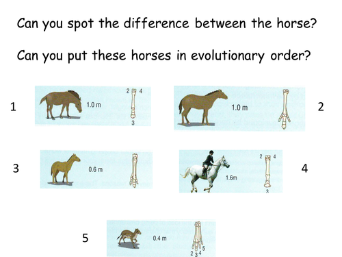 BTEC Applied Science: Horse Evolution