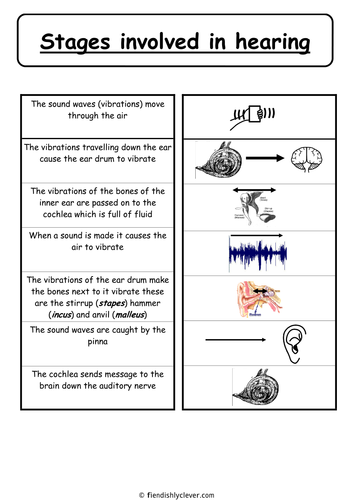 Stages Involved in Hearing