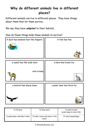 habitats animal worksheet Adaption Animal Tes Resources  by fiendishlyclever  Teaching