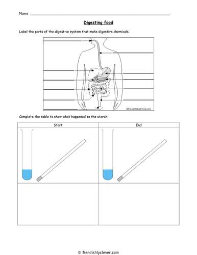 Alive and Kicking - Digesting Food