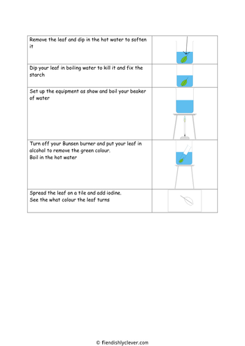 Starch Testing a Leaf