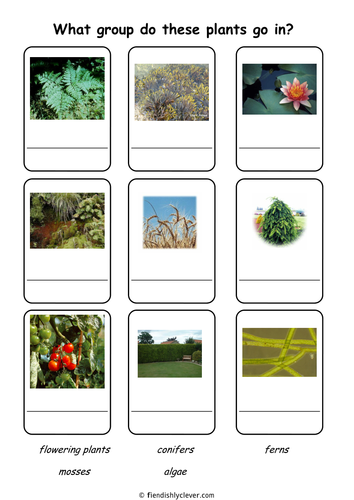 plant classification worksheet