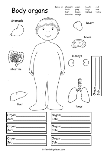 Body Organs by fiendishlyclever - Teaching Resources - Tes