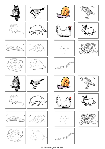 Animals for Food Web Cards