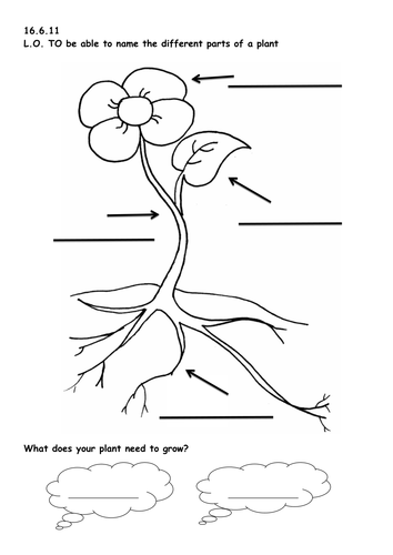  Parts Of A Plant Coloring Page 4