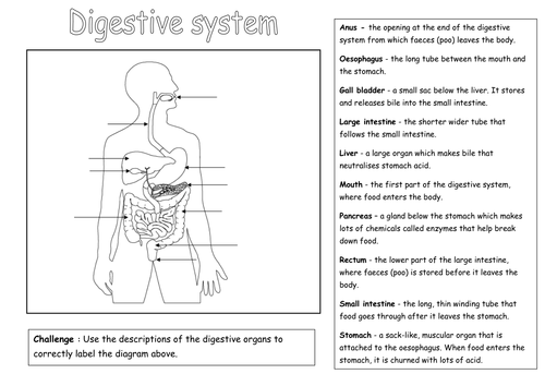 digestive system diagram for kids worksheet
