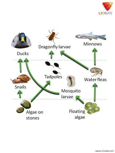 Food Webs