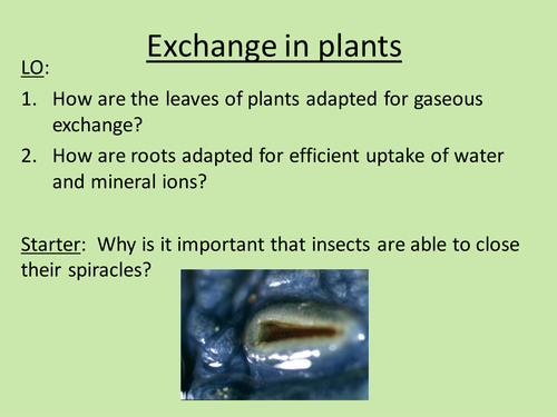 Exchange of materials in plants