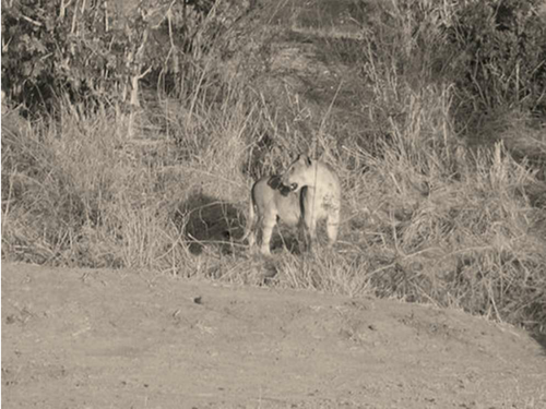 Camouflage Lion and Zebra