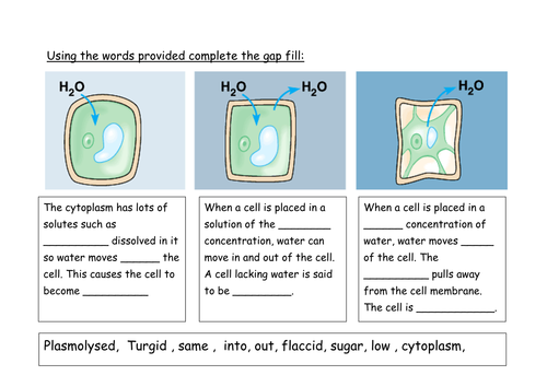 Osmosis and plant cells starter