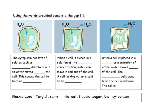 Osmosis And Plant Cells Starter Teaching Resources