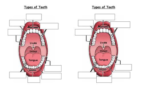 Teeth diagram for labelling | Teaching Resources