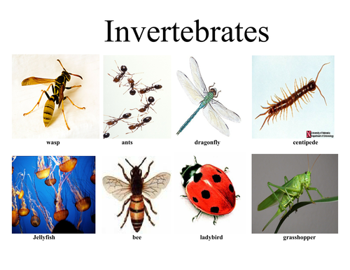 Invertebrates Vertebrates by MrsBourdon - Teaching ...