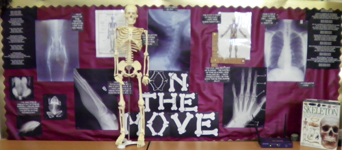 Skeleton skeletons and bones