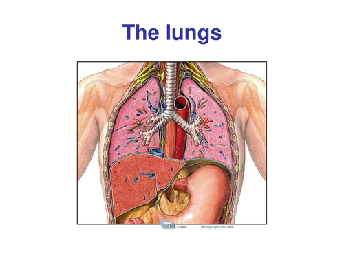 The Lungs Power Point