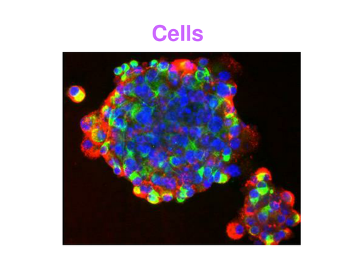 Cells Power Point