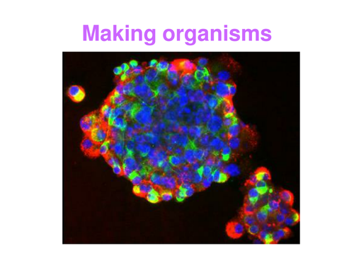 Cell / Tissue / Organ Power Point