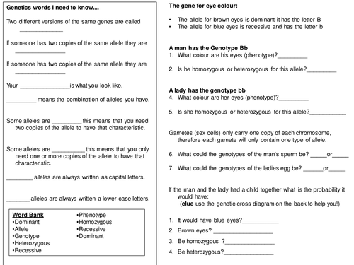 Genetic cross worksheet (Genotype / Phenotype)