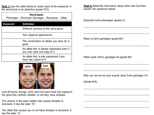 Genetic cross worksheet (mid ability) | Teaching Resources