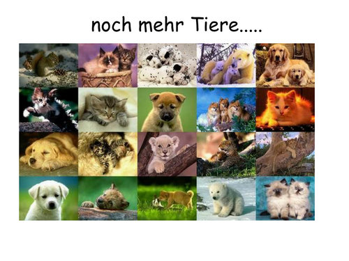 Mehr Tiere: Animals and their plural forms | Teaching Resources