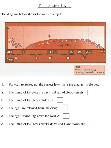 BTEC EXT CERT - Human Body (Reproduction)