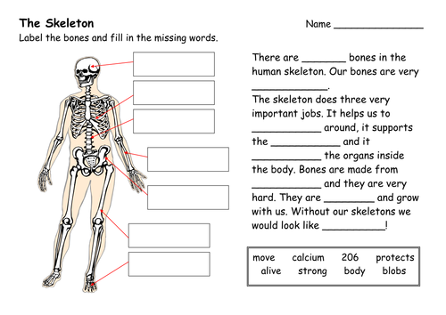 worksheet 3 year animal skeletons Skeleton  Human Teaching Tes The robbirdy84 Resources   by