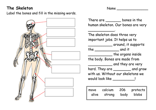 skeletons worksheet animal year 3 Human  Teaching The  Tes  robbirdy84 Skeleton  Resources by