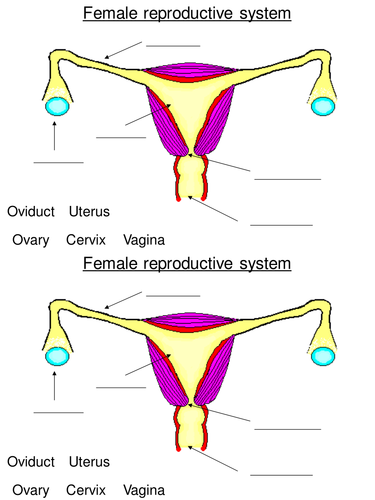 KS3 Reproduction: The Female Reproductive System