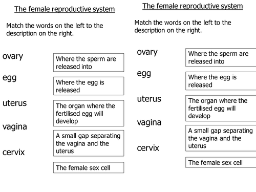 KS3 Reproduction: The Female Reproductive System 2