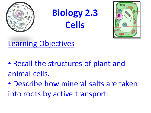 Cells and Active Transport - (Edexcel Biology 2.3_