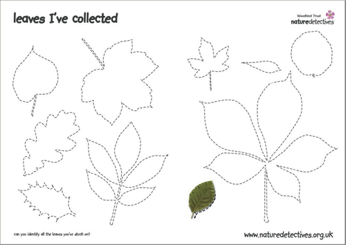 Leaf collection sheet