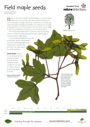 Hips - Collecting and Planting Seeds