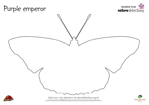 Butterfly - Purple emperor line