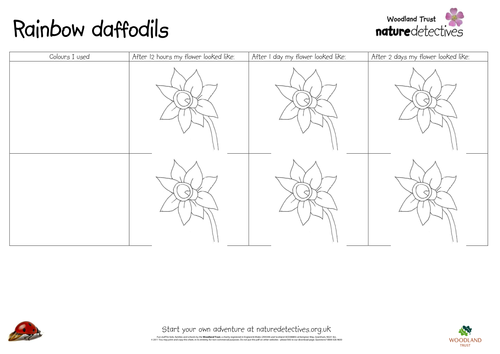 Flowers - Rainbow Daffodils Experiment