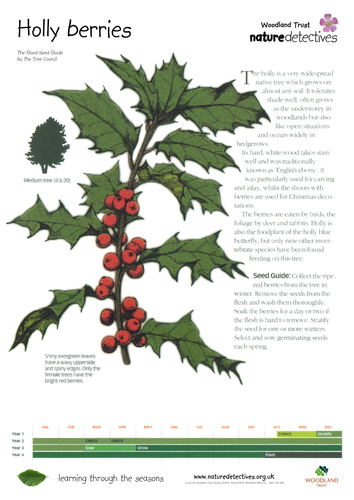 Holly - Collecting and Planting Seeds