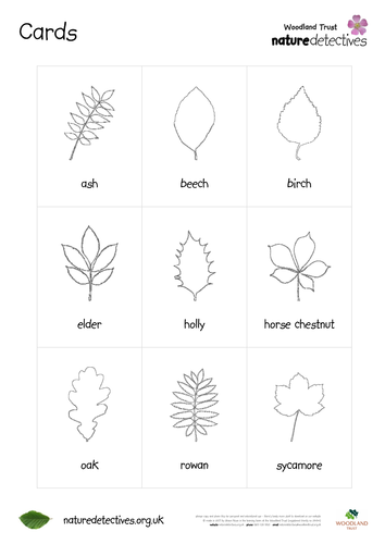 Oak - DIY Autumn Leaf Cards