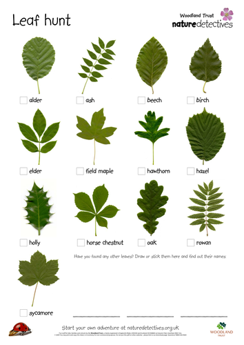 Alder - Leaf Hunt Sheet