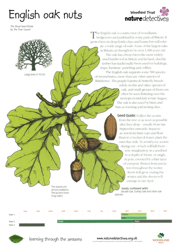 Rowan - Collecting and Planting Seeds