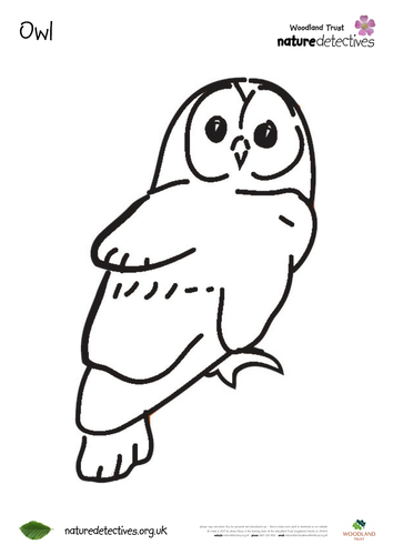 Birds - Owl Colouring Sheet