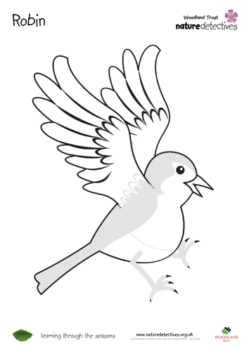 Birds - Robin Colouring Sheet