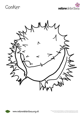 Conkers - Colouring Sheet