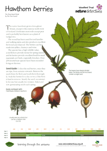 Horse Chestnut - Collecting and Planting Seeds