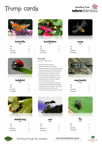 Ladybird - Minibeast Trump Cards