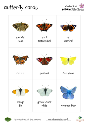 Orange Tip - Butterfly Cards