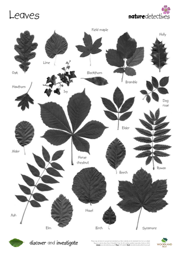 Horse Chestnut - Leaf Identification Sheet