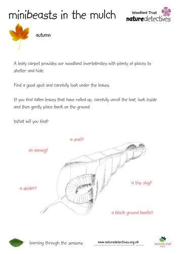 Minibeasts in the mulch