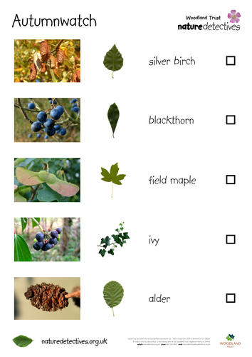 Leaves - Autumnwatch Hunt Sheet