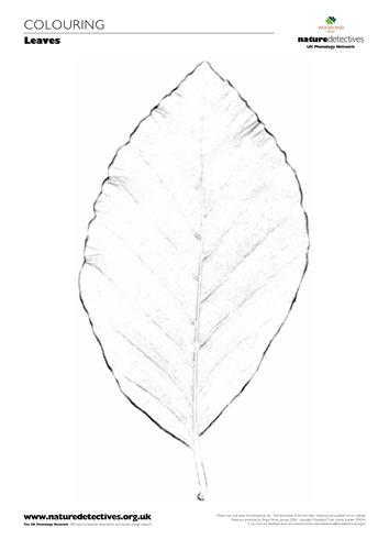 Horse Chestnut - Leaf Outlines