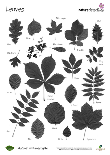 Dog Rose - Leaf Identification Sheet